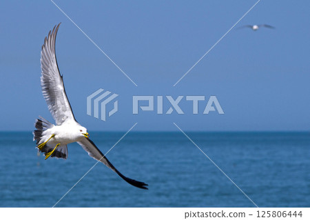 Flying seagulls 125806444