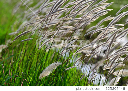 White ears of Imperata japonica swaying in the wind on the side of the rice paddy during rice planting 125806446