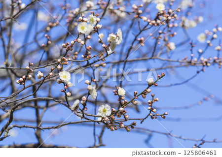 鳥取縣北園公園的梅花開始綻放 125806461