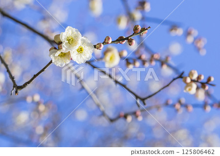 Plum blossoms starting to bloom at Hokuen Park, Tottori Prefecture 125806462