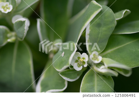 白色雪花蓮花的特寫 白色雪花蓮花的特寫 125806491