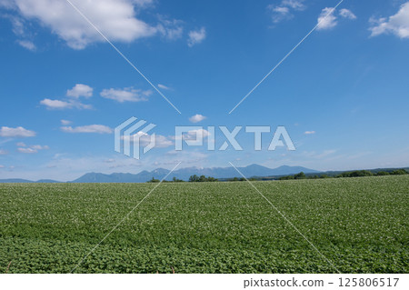 Flowered potato fields and summer mountains Tokachidake mountain range 125806517