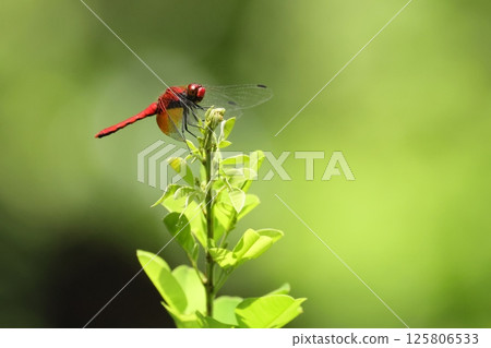 秋天,綠色和紅色的蜻蜓 秋天,綠色和紅色的蜻蜓 125806533