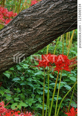 紅花石蒜、綠葉和夏天 紅花石蒜、綠葉和夏天 125806534