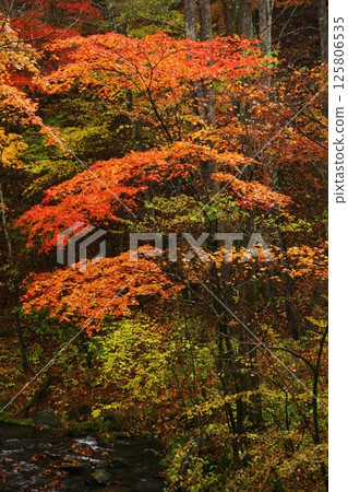 Autumn, autumn leaves and forest Autumn, autumn leaves and forest 125806535