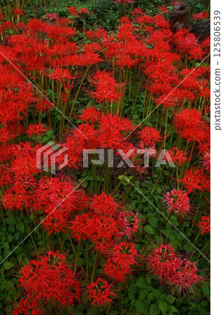 彼岸花和紅花石蒜 彼岸花和紅花石蒜 125806539