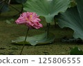 Summer, lotus and pond 125806555