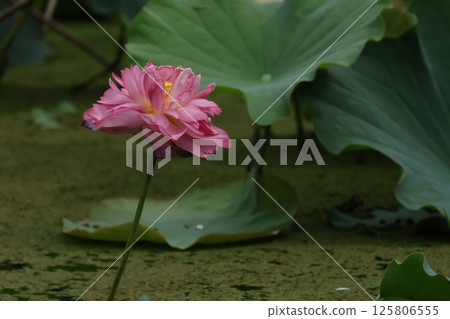 Summer, lotus and pond 125806555