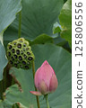 Lotus and lotus flower 125806556