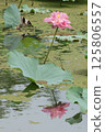 Summer, lotus and red flowers 125806557