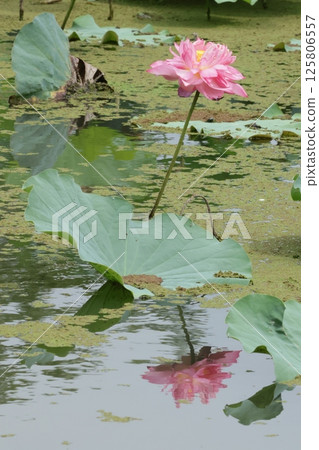 Summer, lotus and red flowers 125806557