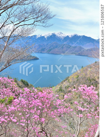 Nikko City, Tochigi Prefecture: Lake Chuzenji and red cherry blossoms in spring in Oku-Nikko 125806587