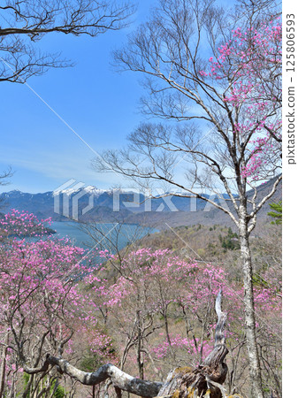 Nikko City, Tochigi Prefecture: Lake Chuzenji and red cherry blossoms in spring in Oku-Nikko 125806593