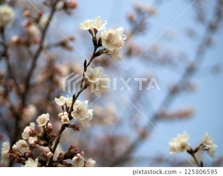 四月美麗的櫻花 四月美麗的櫻花 125806595