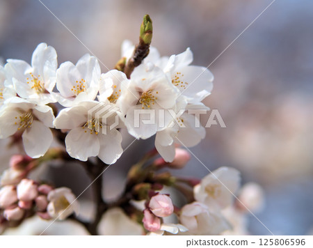 四月美麗的櫻花 四月美麗的櫻花 125806596