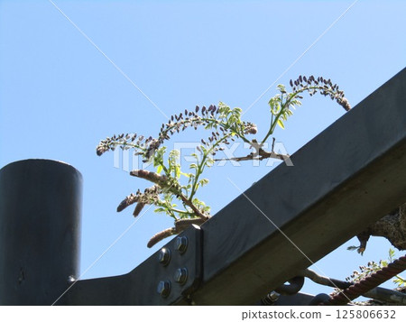 紫藤架上的紫藤花仍含苞待放 125806632