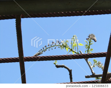 Purple wisteria flowers still in bud on a wisteria trellis Purple wisteria flowers still in bud on a wisteria trellis 125806633