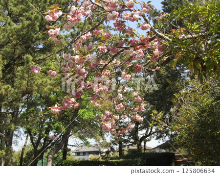 Yae櫻花盛開的櫻花盛開 125806634