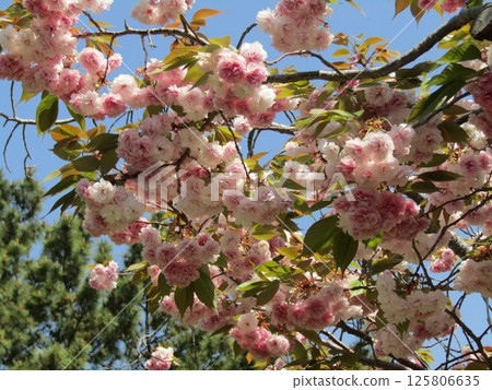 Yae櫻花盛開的櫻花盛開 125806635