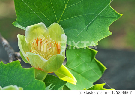 黃色和橙色的鬱金香樹花（春季，五月） 125806667