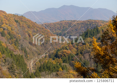 穿梭於紅葉山間的湘南色115系列車 穿梭於紅葉山間的湘南色115系列車 125806711