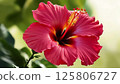 Red hibiscus flower 125806727