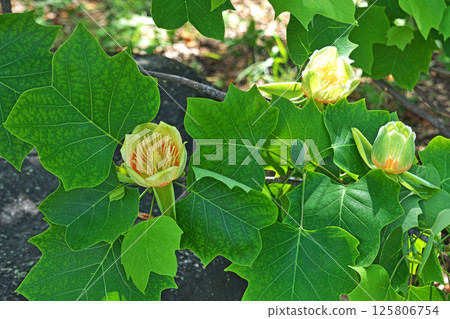 Yellow and orange tulip tree flowers (spring, May) Yellow and orange tulip tree flowers (spring, May) 125806754