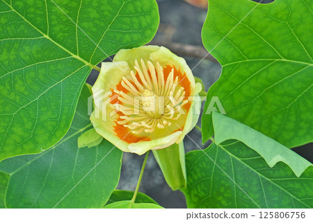Yellow and orange tulip tree flowers (spring, May) Yellow and orange tulip tree flowers (spring, May) 125806756