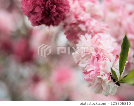 "Genpei" pink peach blossoms blooming in April "Genpei" pink peach blossoms blooming in April 125806810