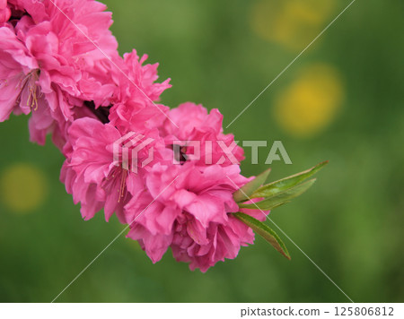 四月盛開的粉紅桃花“源平” 125806812