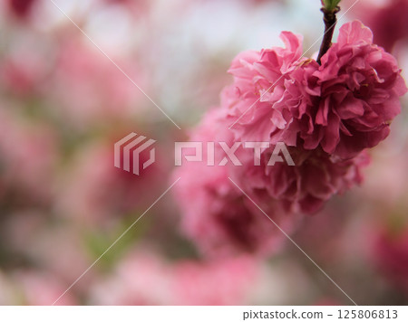 四月盛開的粉紅桃花“源平” 四月盛開的粉紅桃花“源平” 125806813