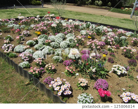 花卉博物館前花園的白色北極花和各種春季花卉 125806814