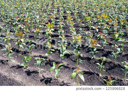 Shikimi Field (Shikimi Field) 125806828