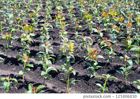 色見田（色見田） 125806830