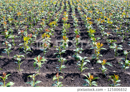 Shikimi Field (Shikimi Field) 125806832