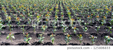 Shikimi Field (Shikimi Field) 125806833