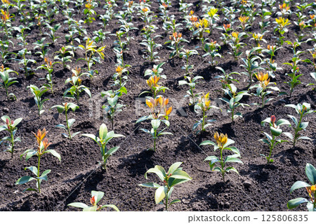 Shikimi Field (Shikimi Field) 125806835
