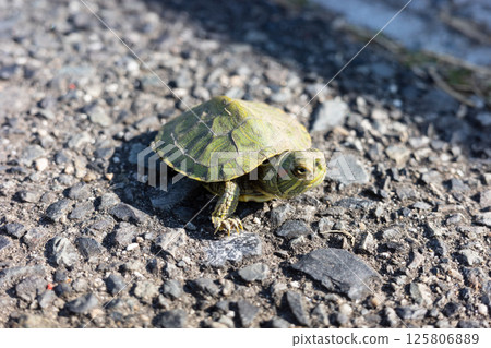 A baby turtle I saw while walking in Okayama City, Okayama Prefecture, Japan A baby turtle I saw while walking in Okayama City, Okayama Prefecture, Japan 125806889