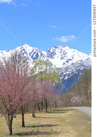 Spring at the foot of Mt. Hakuba where cherry blossoms bloom Spring at the foot of Mt. Hakuba where cherry blossoms bloom 125806897