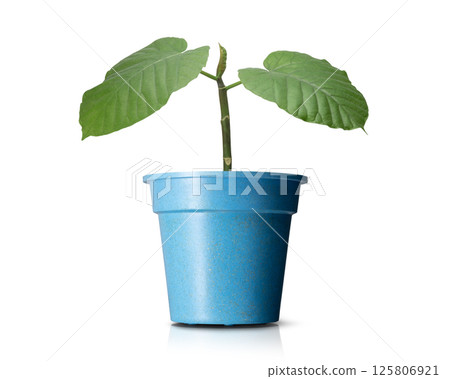 Houseplants in flowerpots Houseplants in flowerpots 125806921