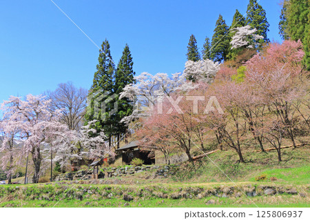 白馬村：春天的傳光山櫻花盛開 125806937