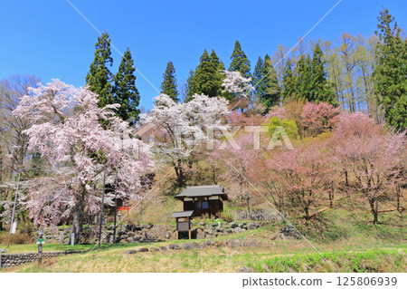 Hakuba Village: Cherry blossoms blooming in spring on Mt. Denko 125806939