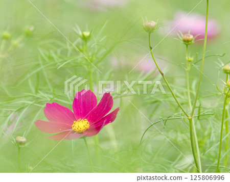 Autumn flowers cosmos red flowers Autumn flowers cosmos red flowers 125806996