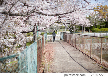 春天櫻花盛開的公園裡，一名男子遛狗的背影 125807270