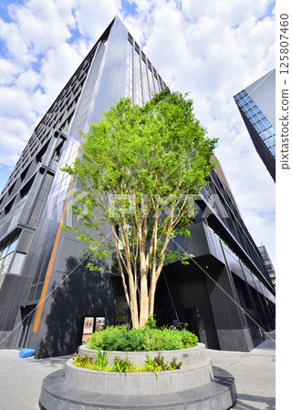 一號樓轉角處種植的櫸樹。阿蘇種植的櫸樹。福岡市中央區天神。 125807460