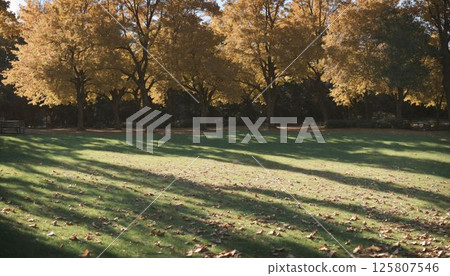 Autumn leaves and sunlight filtering through the trees 125807546