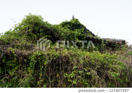 日本兵庫縣養父市一座古老而美麗的建築 日本兵庫縣養父市一座古老而美麗的建築 125807997