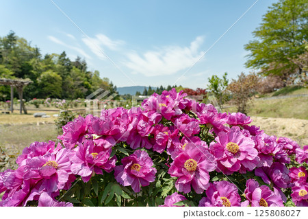 三重縣員弁市農業公園初夏牡丹園中盛開的深粉紅色牡丹 125808027