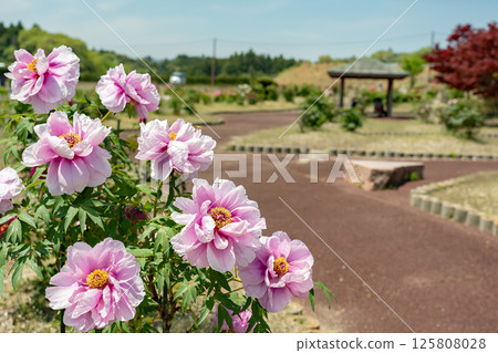 三重縣員弁市農業公園初夏牡丹園中盛開的淡粉紅色牡丹 125808028