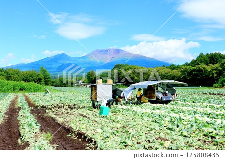 八月的淺間山和高原菜田 信州的山脈 信州的自然 信州的風景 八月的淺間山和高原菜田 信州的山脈 信州的自然 信州的風景 125808435